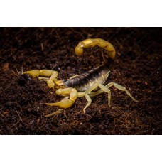 Escorpión hadrurus arizonensis - Alacrán gigante del desierto